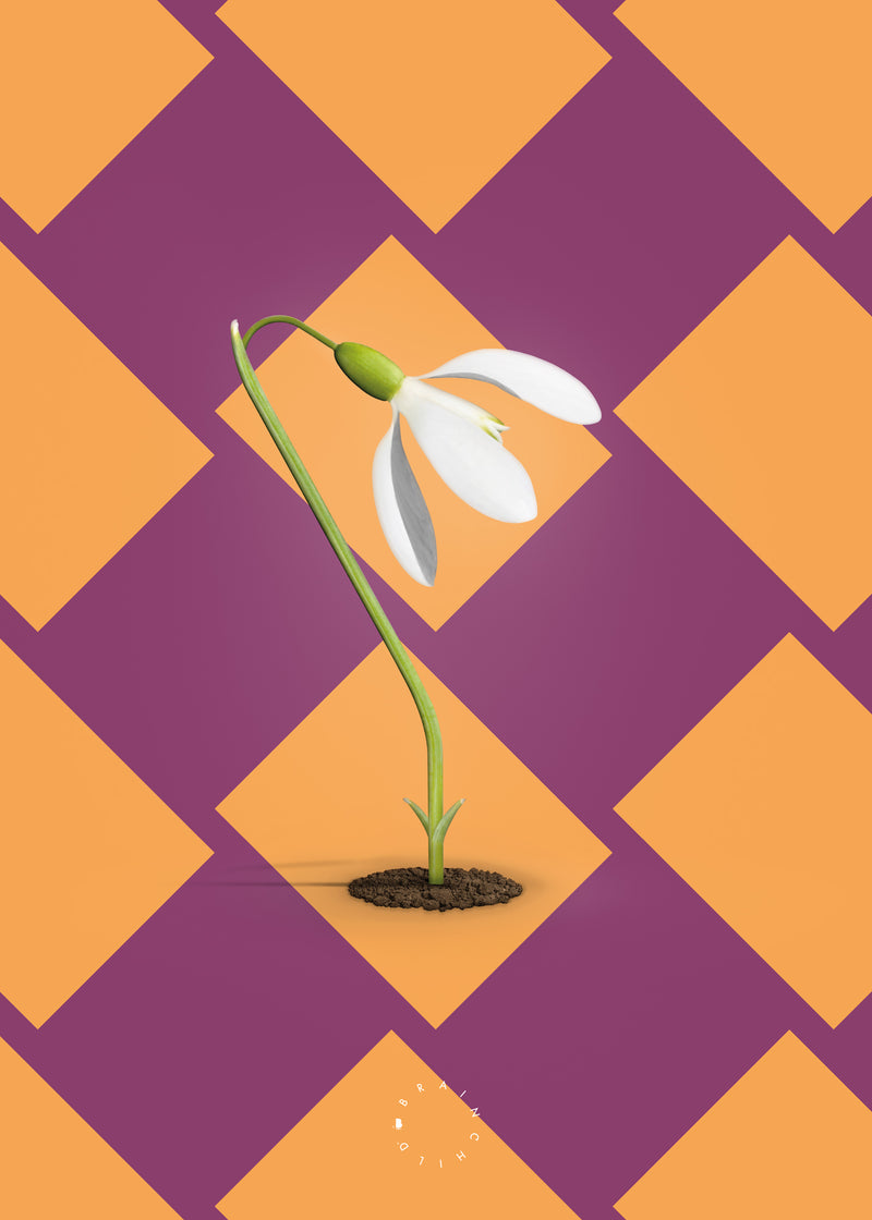 Brainchild – Poster – Modern Edition – The Snowdrop