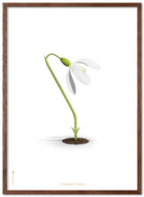 Brainchild – Poster – Classic – White – The Snowdrop