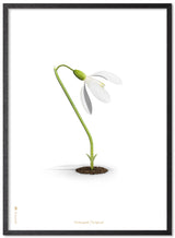 Brainchild – Poster – Classic – White – The Snowdrop