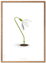 Brainchild – Poster – Classic – White – The Snowdrop